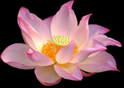 Lotus Blossom